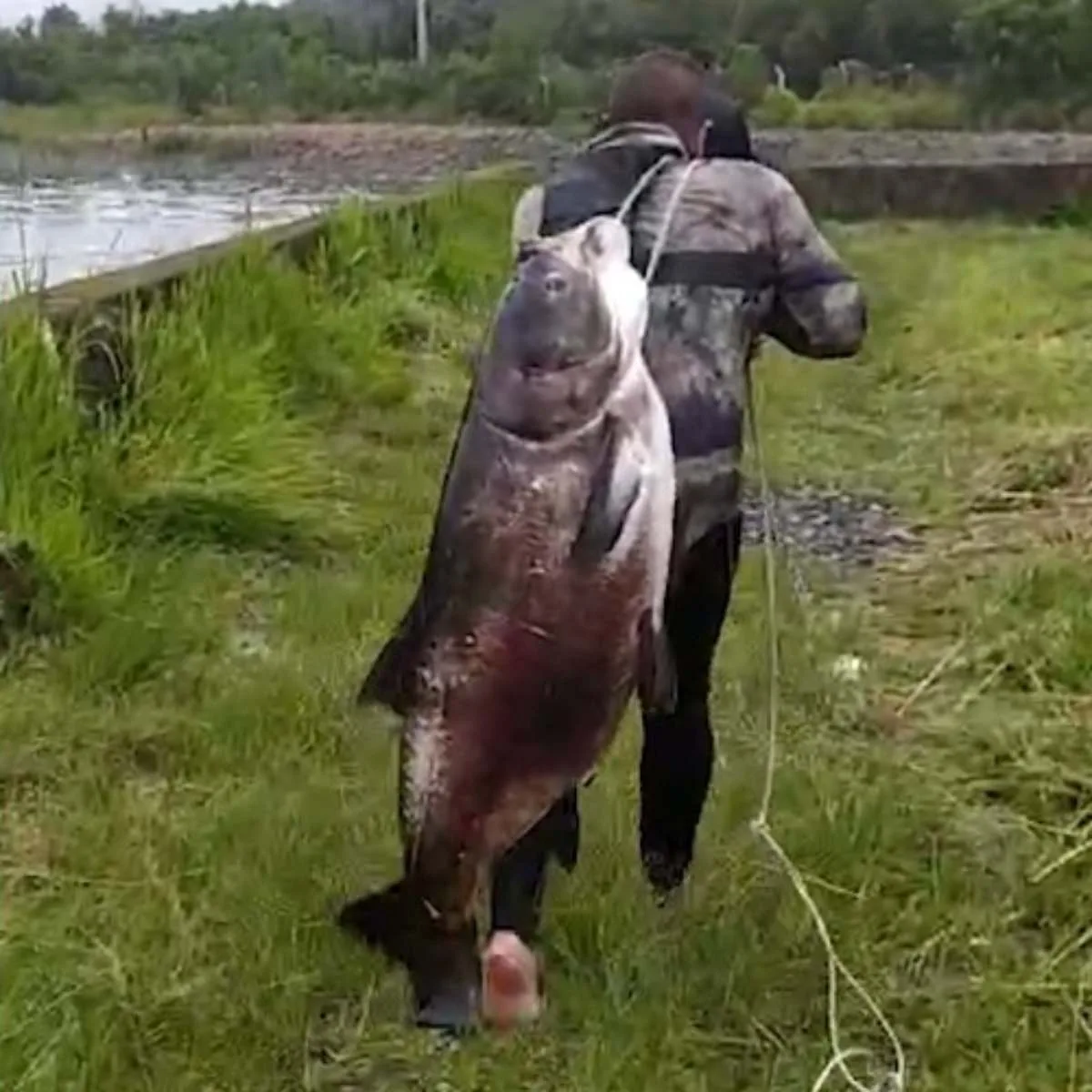 Pescador fisga peixe gigante em represa no Paraná e viraliza; vídeo