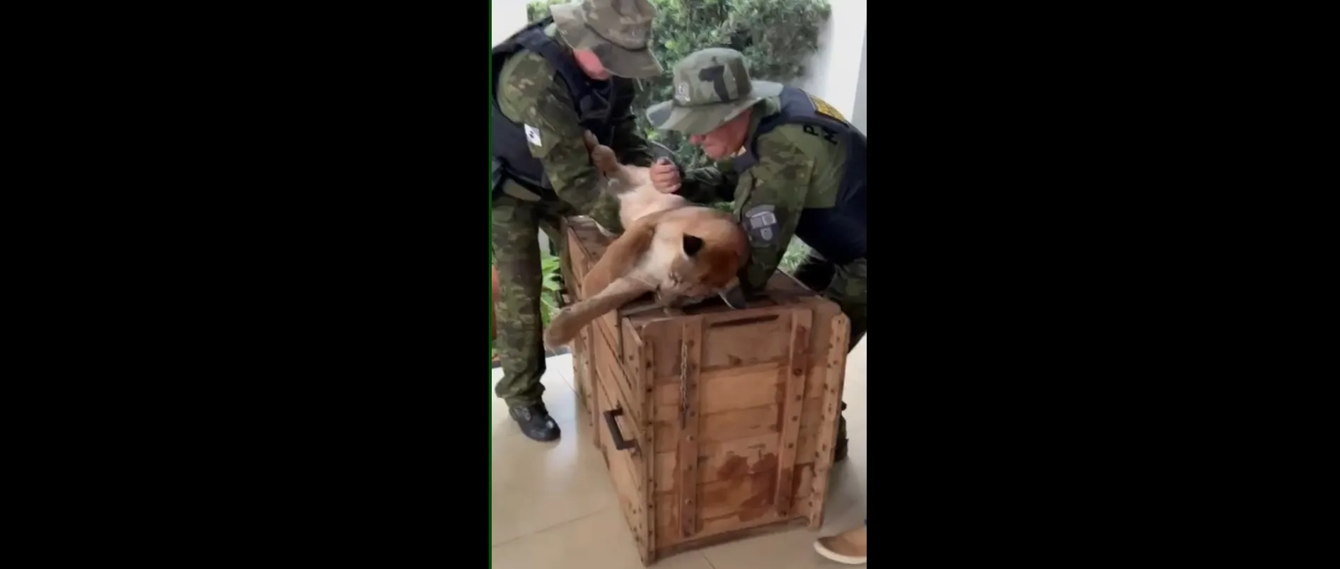 Onça parda invade condomínio e assusta moradores no Paraná