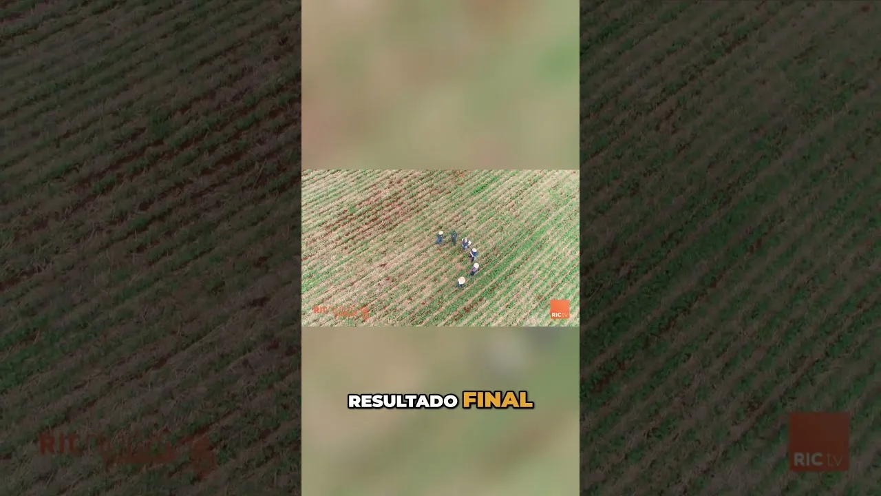 Produtividade na Colheita  #solo #rural #agronegócio #colheita