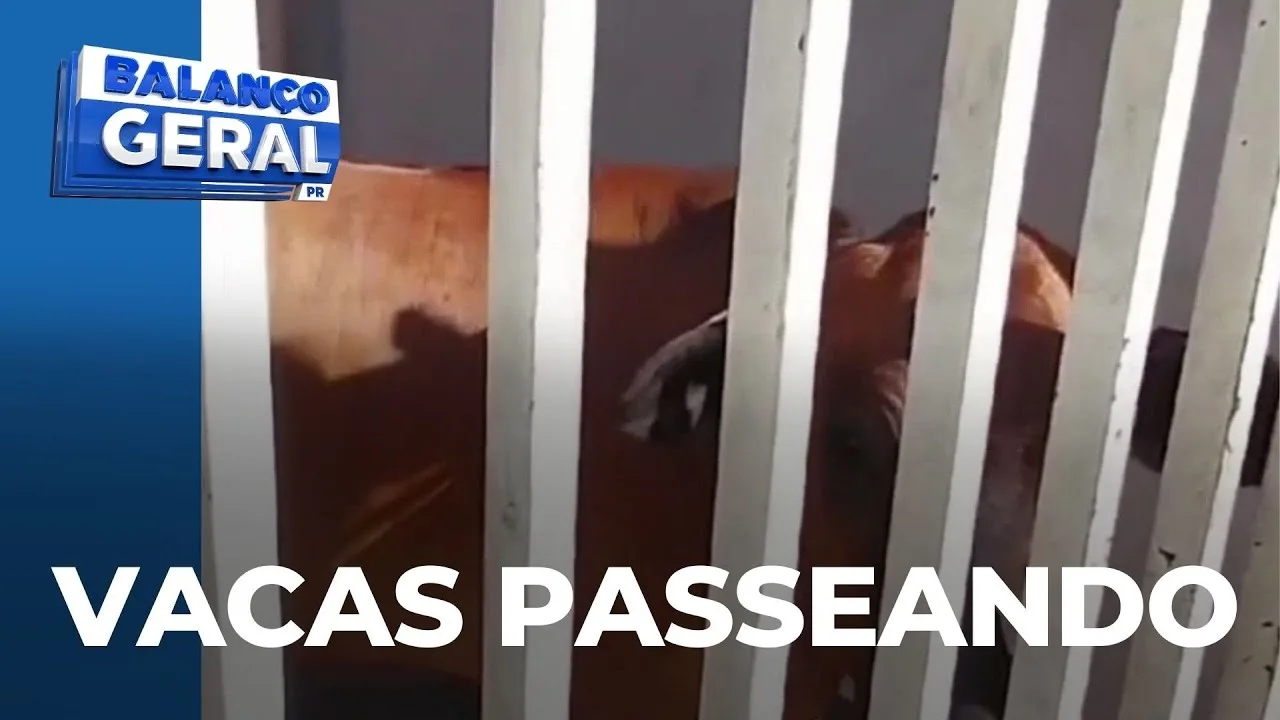 Vacas escapam, saem para passear e fazem visita a uma dona de casa na Zona Sul de Londrina