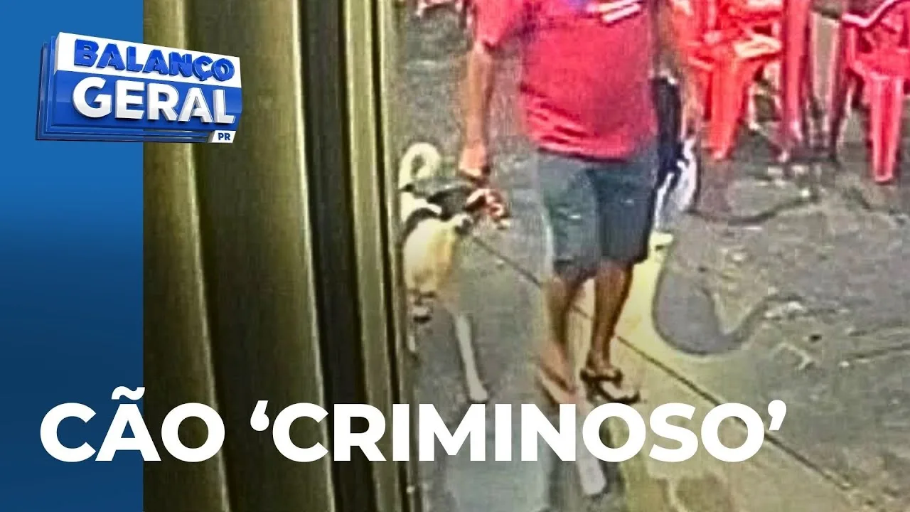 Cachorro 'furta' espetinho de cliente; câmera de segurança registrou a ação do animal