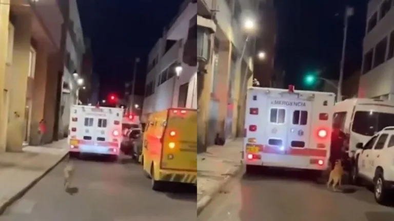 Cachorro correndo atrás de ambulância