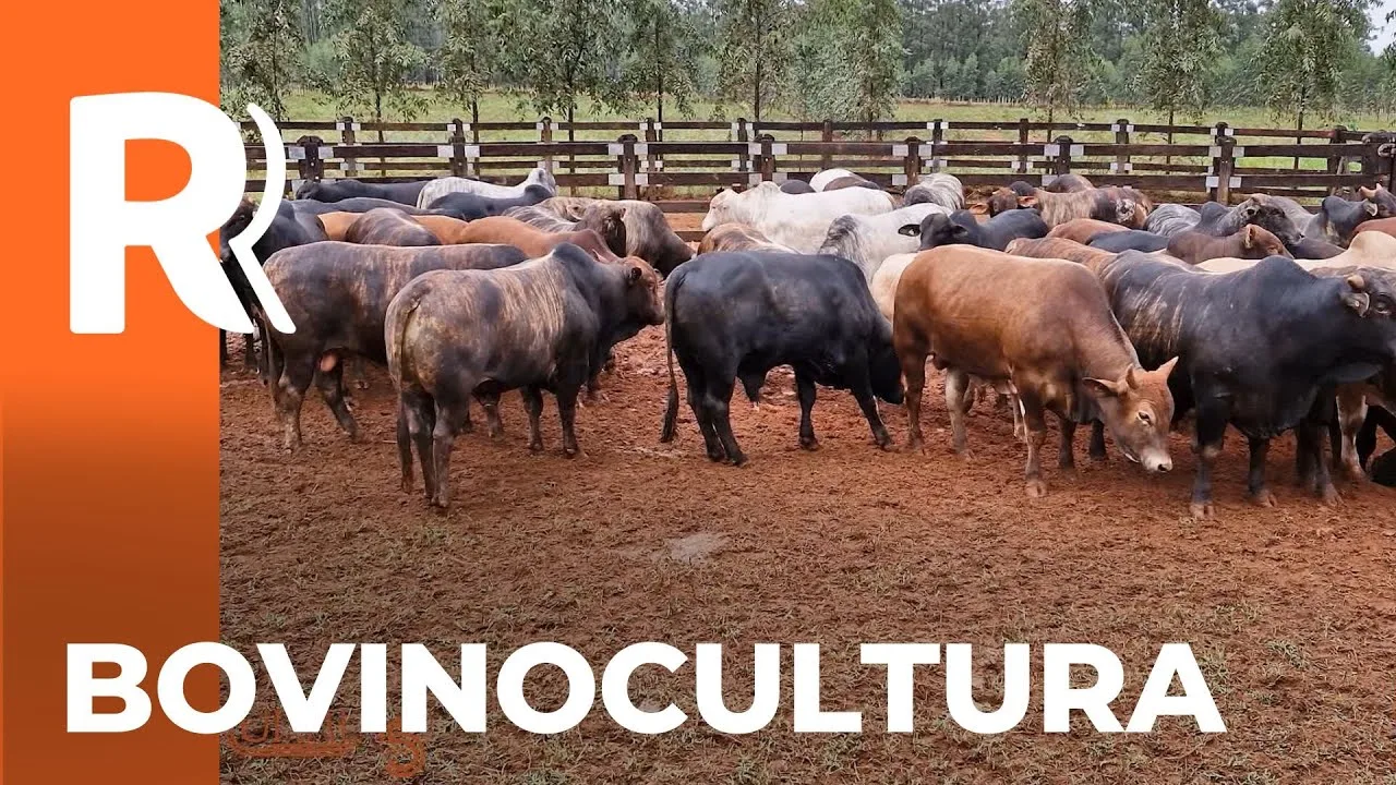 Ganhador da categoria Bovinocultura de Corte no prêmio Orgulho da Terra