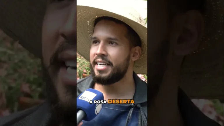 O processo das rosas do deserto no Brasil #rosadodeserto #rosa #floresornamentais