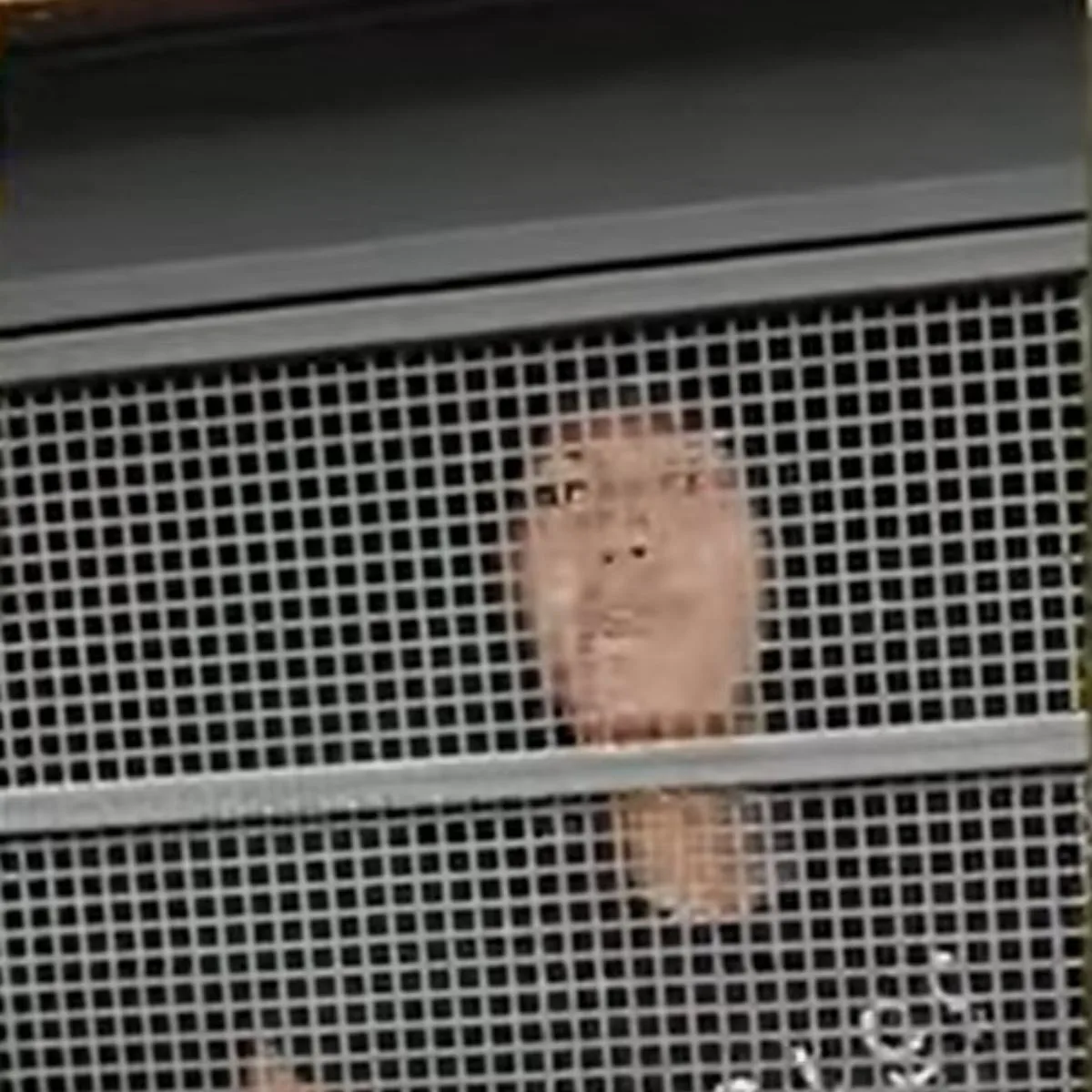 Mulher esconde crack na fralda de bebê e xinga policiais após prisão