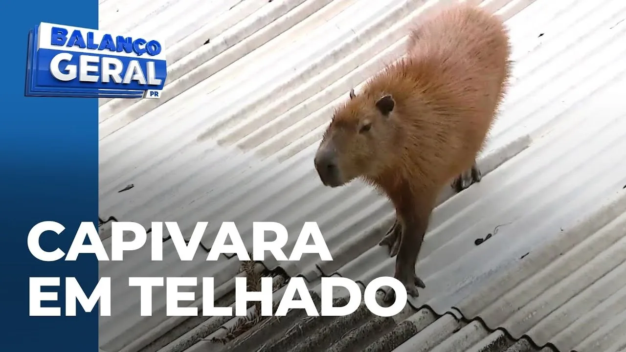 Resgate inusitado: Bombeiros retiram capivara em telhado de casa