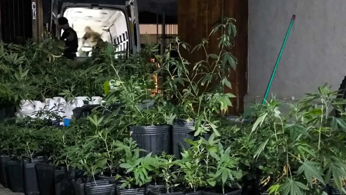 Cerca de mil pés de maconha são apreendidos em casa em Curitiba; suspeito é preso