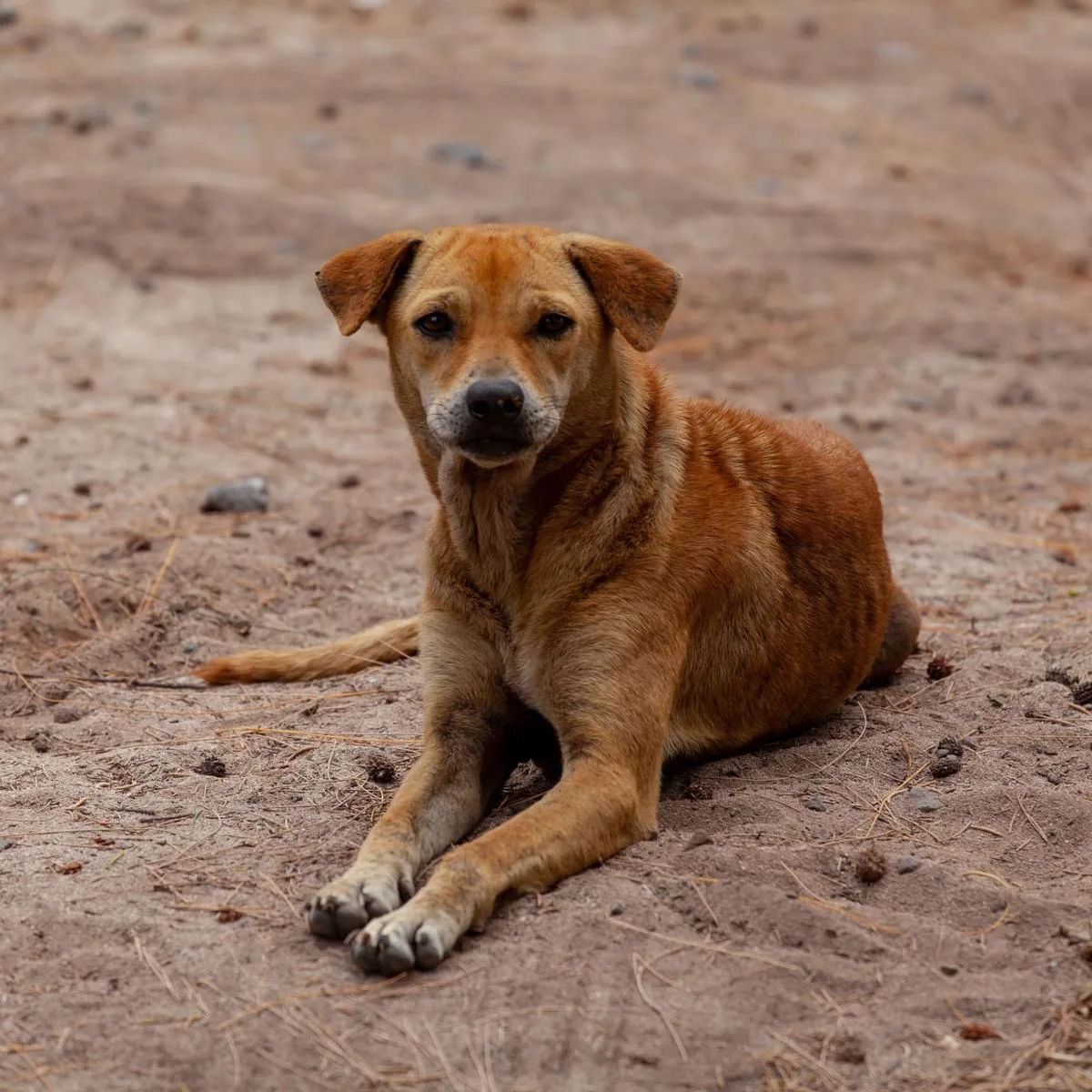 O Balanço Geral desta terça-feira (26) mostra novos casos de abandonos de animais na região de Curitiba. Você vai ver que um terreno perto do Zoológico de Curitiba virou um ponto de "descarte" de cachorros.