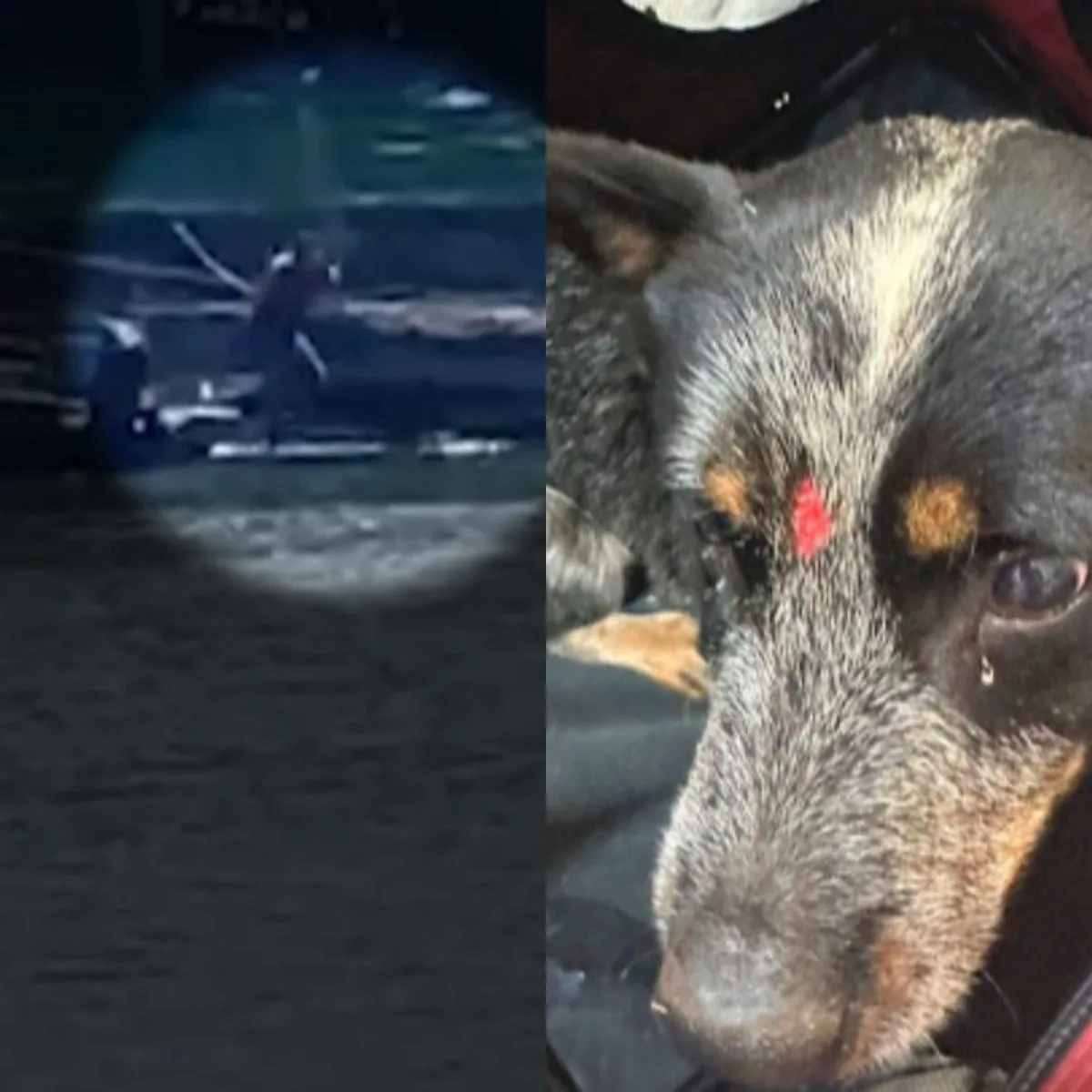 Tutor é preso por agredir cachorro a pauladas após ser mordido pelo animal; vídeo