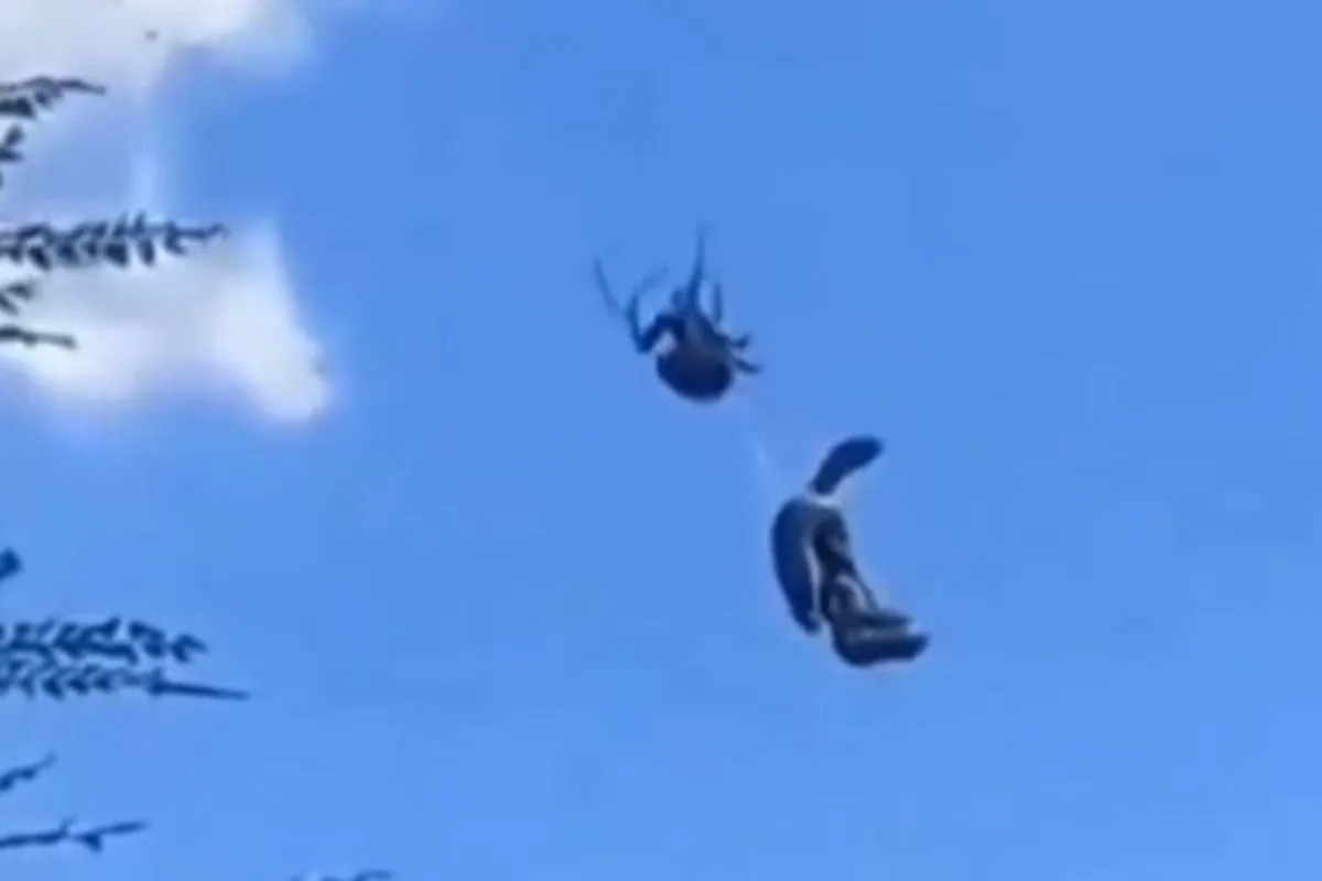 Aranha australiana captura cobra no ar
