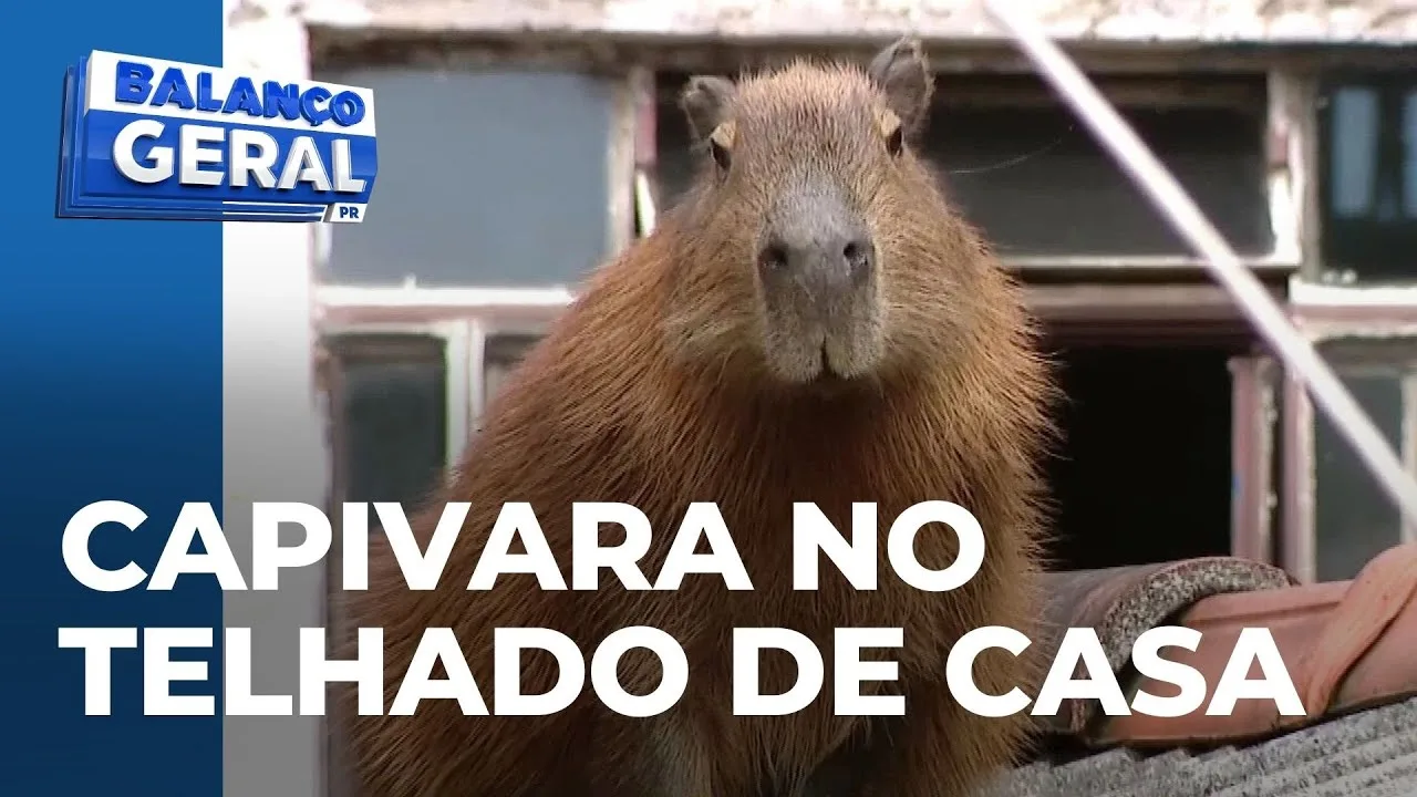 Capivara invade moradia e sobe no telhado da casa