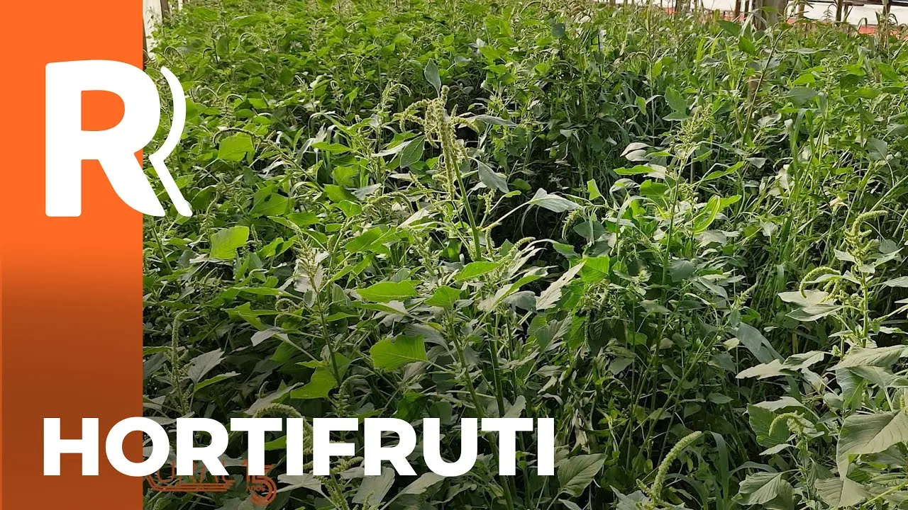 Veja quem foi o vencedor na categoria hortifruti no prêmio Orgulho da Terra