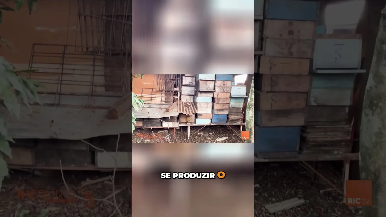 A Importância das Abelhas  #mel #abelha #apicultor