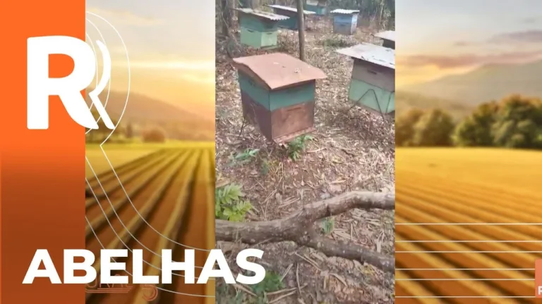 Morte abelhas no oeste do Paraná causa preocupação