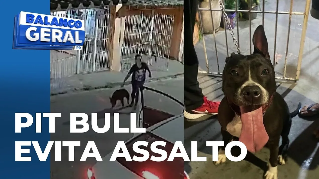 Cão da raça Pit Bull é usado como arma para evitar assalto; bandidos saíram correndo