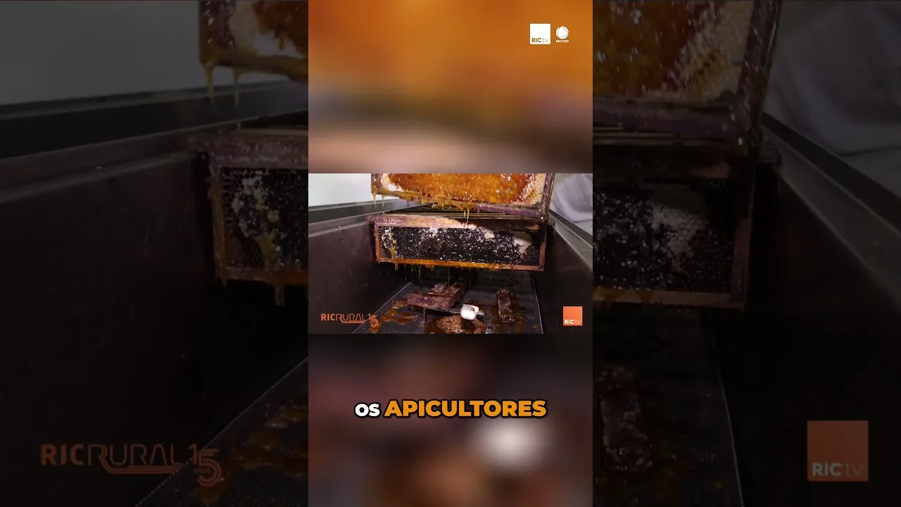 O mel silvestre de Santa Helena #mel #apicultor #SantaHelena