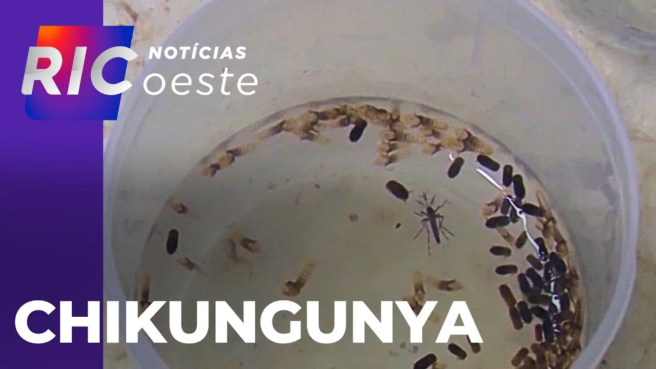 Chikungunya: com casos confirmados, secretaria de saúde faz alerta em Cascavel