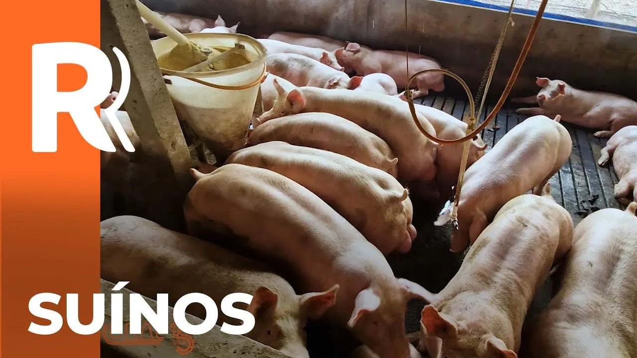 Veja quem foi o vencedor da categoria Suínos no prêmio Orgulho da Terra