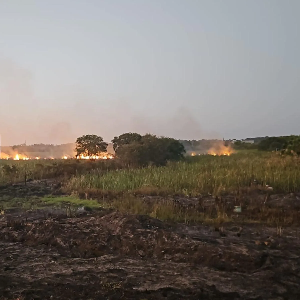 Incêndio nas margens da BR-277 assusta motoristas; veja no RIC Notícias Manhã