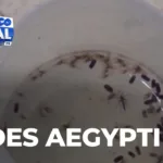 Combate ao Aedes: Foz do Iguaçu quer expandir método Wolbachia com ajuda do governo federal