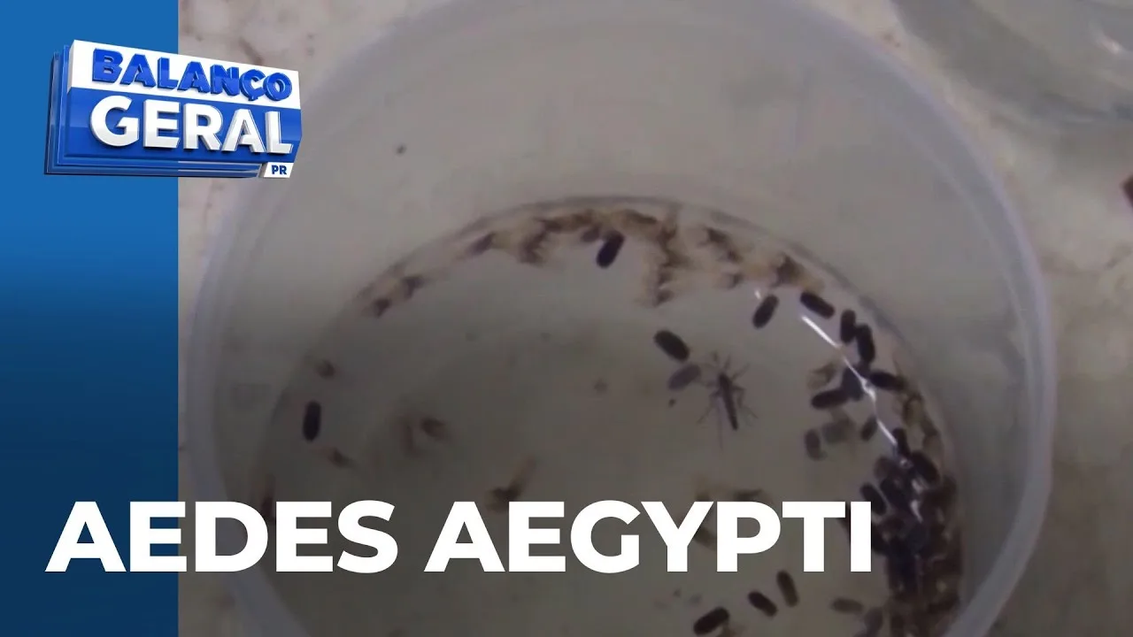 Combate ao Aedes: Foz do Iguaçu quer expandir método Wolbachia com ajuda do governo federal