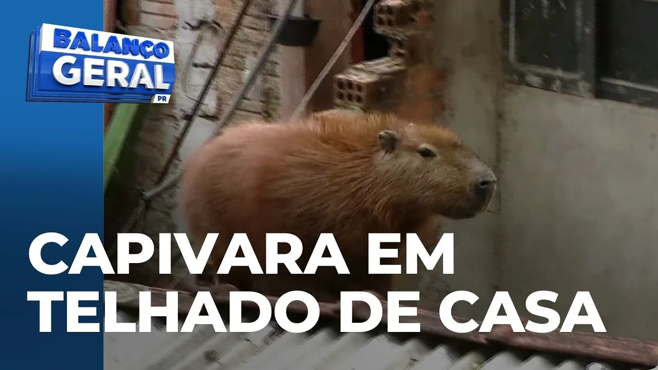 Capivara resgatada em Almirante Tamandaré: Invasão inusitada no telhado de casa
