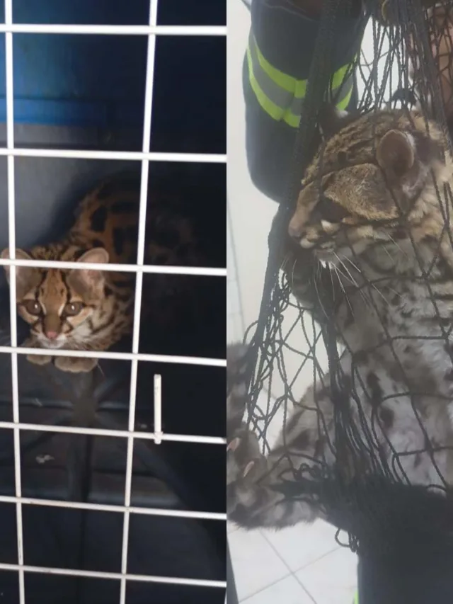 O felino estava no centro da cidade