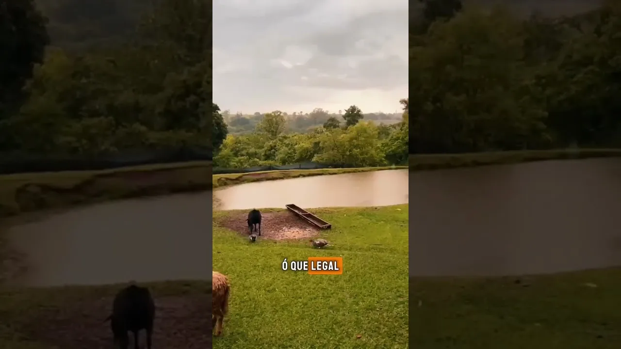 Muita chuva nos bastidores #chuva #bastidores #RICRural