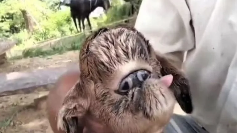 a cabra nasceu na semana passada