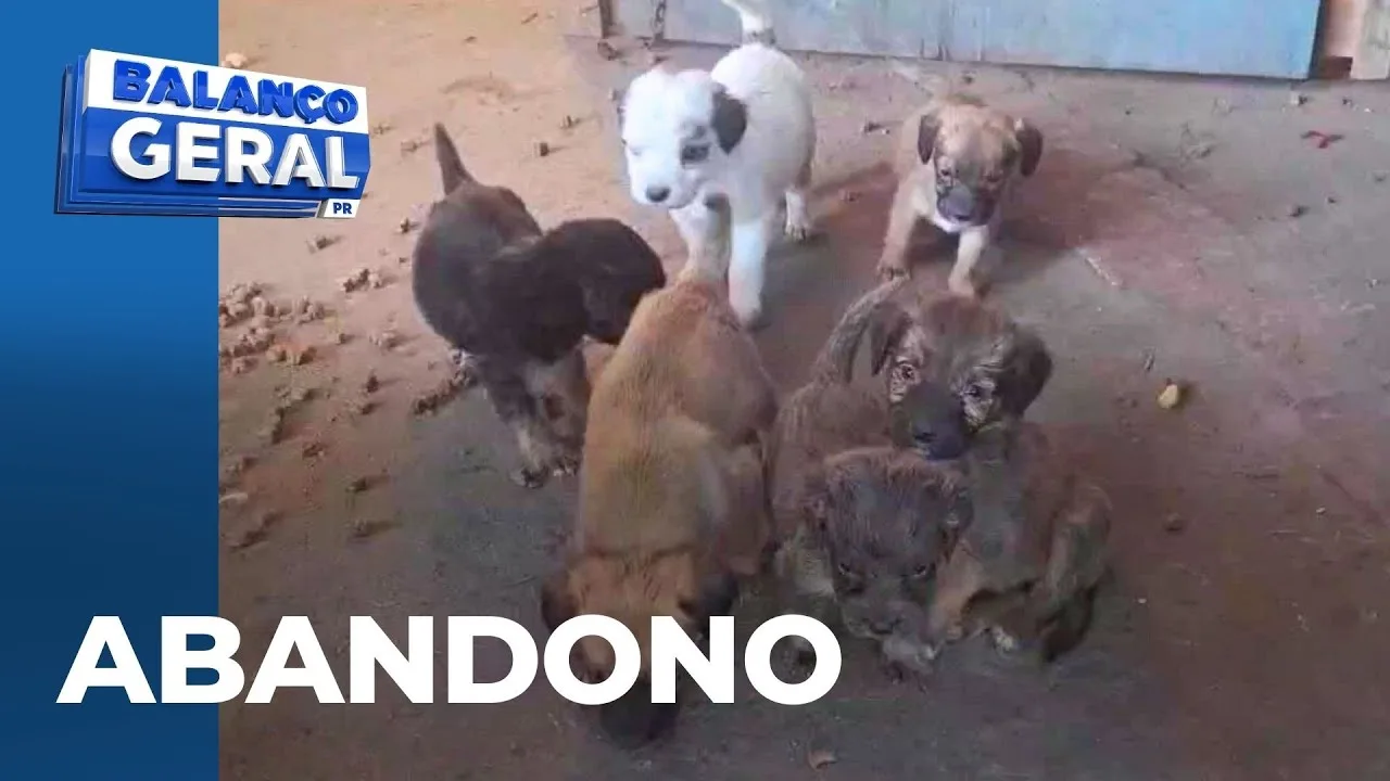 Abandono é crime: motoristas aproveitam rua pouco movimentada para abandonar animais de estimação