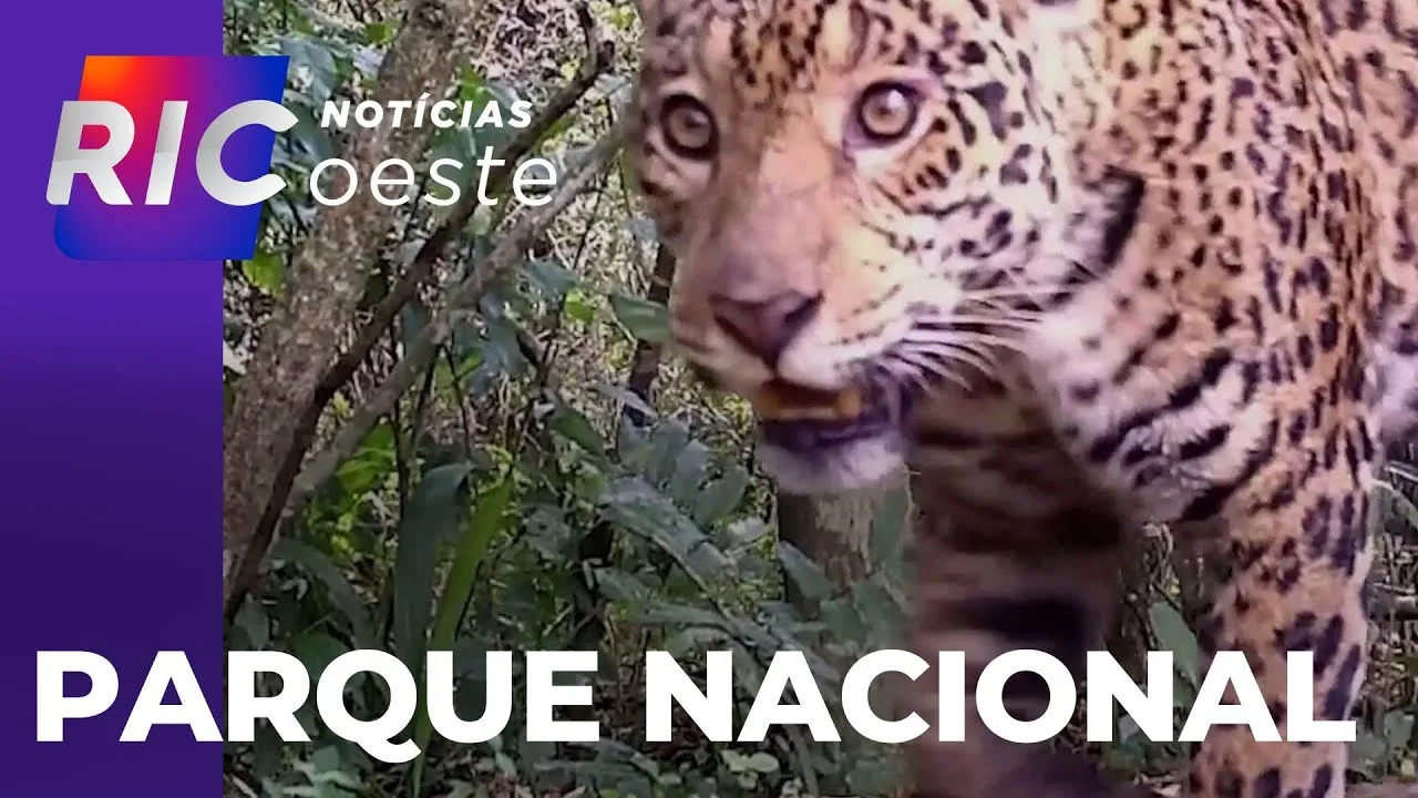 Parque Nacional do Iguaçu: autoridades trabalham para combater a caça na área