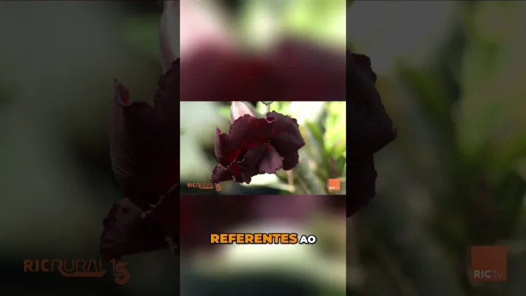 A rosa do deserto #rosadodeserto #rosaornamental