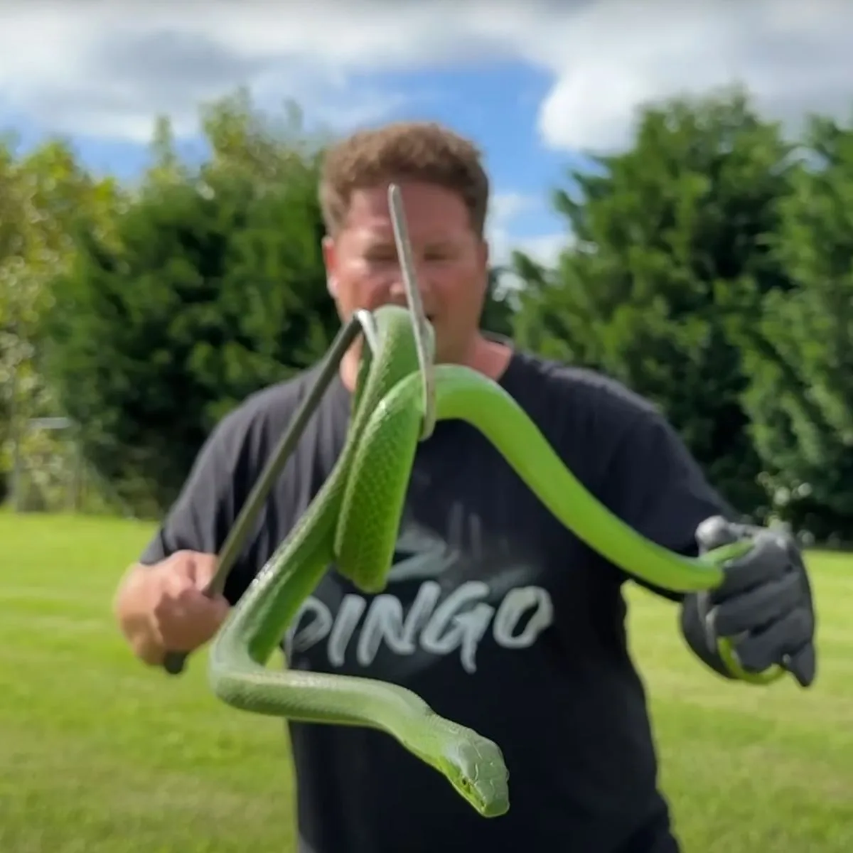 Mamba-verde: saiba qual a cobra extremamente venenosa que matou youtuber