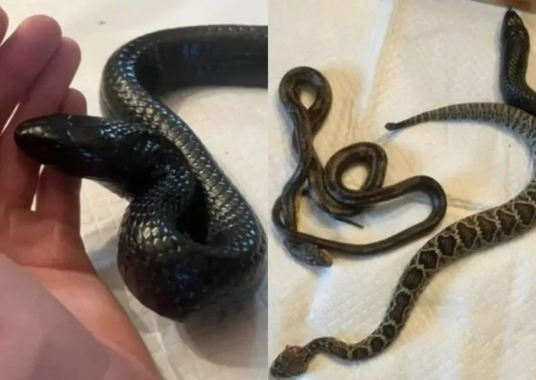 Foto: Reprodução / Facebook (Wildlife Resources Division – Georgia