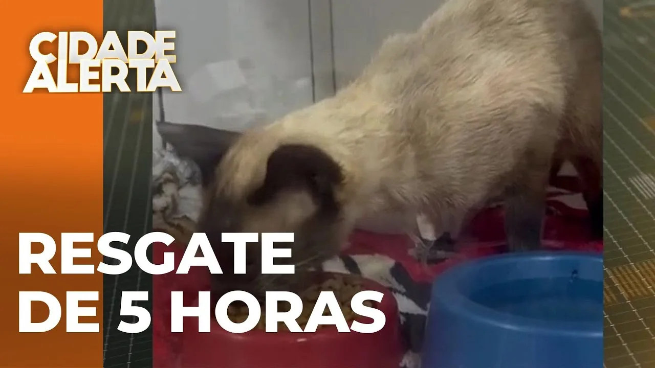 Bombeiros levam 5 horas para salvar gato que caiu em buraco de 13 metros