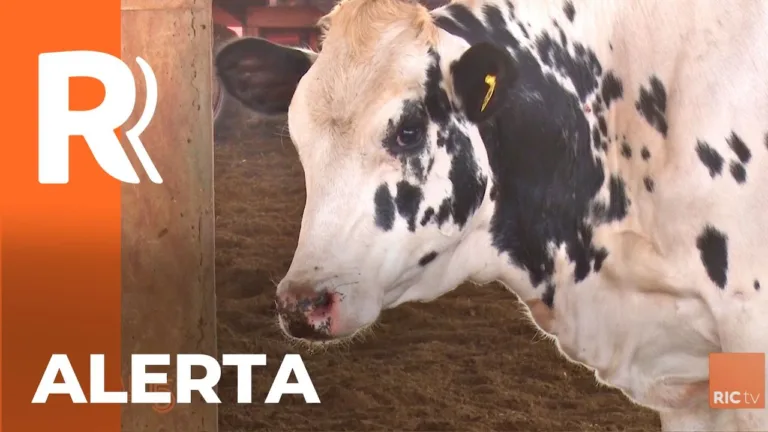 Casos raiva bovina no oeste do Paraná