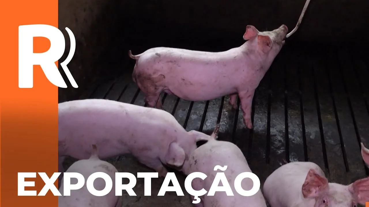 Cresce o número de exportação de suínos no Brasil