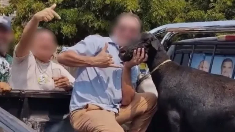 O animal foi exposto morto na rua