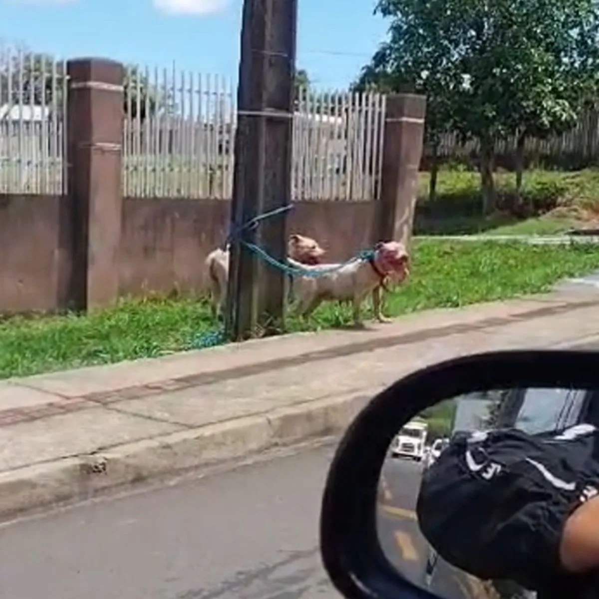 Pitbulls causam medo em moradores de Ponta Grossa