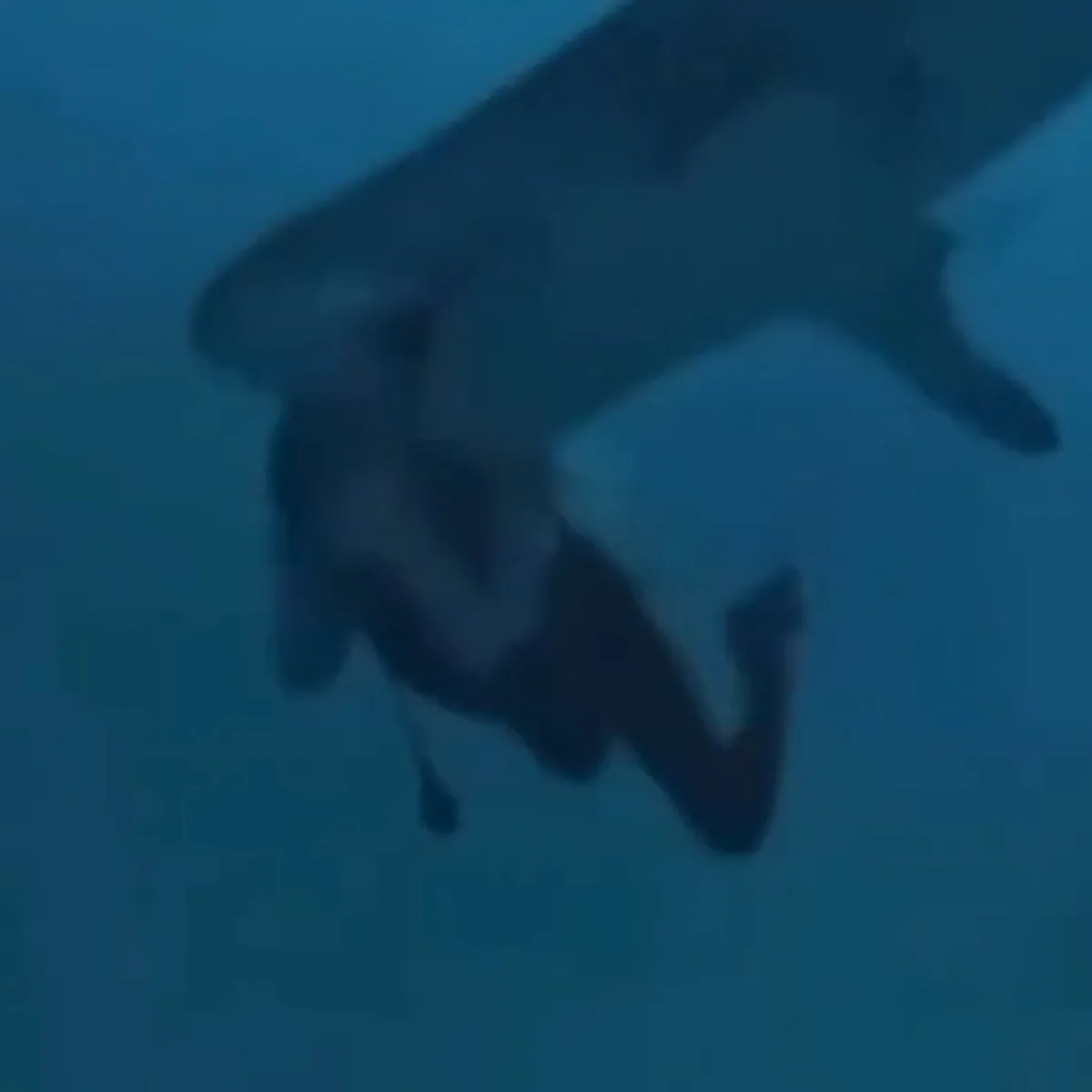 Homem é mordido na cabeça por tubarão-tigre durante mergulho; vídeo