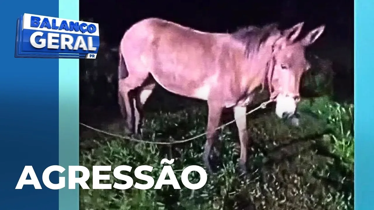 Mula morre horas após ser agredida em via pública; animal teve as patas amarradas