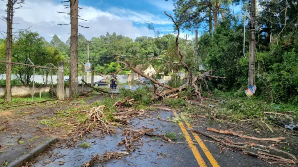 Árvore caída no meio da rua em Almirante Tamandaré