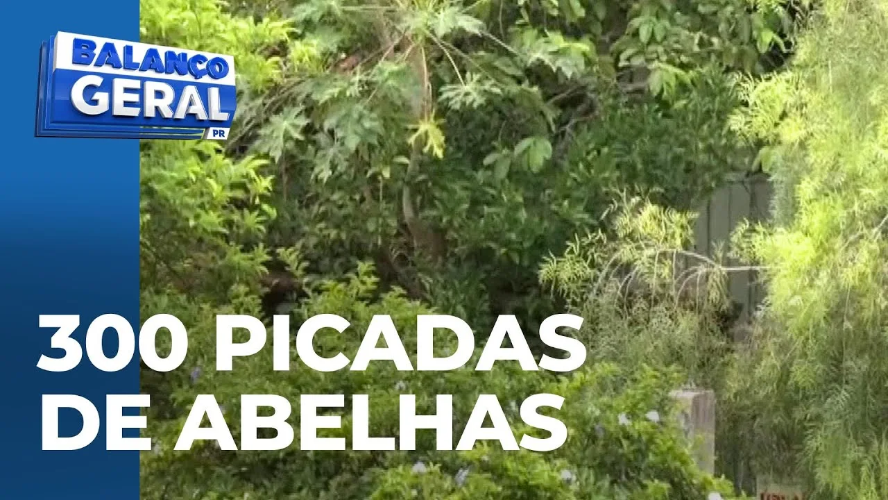 Idosa leva mais de 300 picadas de abelhas e rua fica interditada ne Vila Casoni