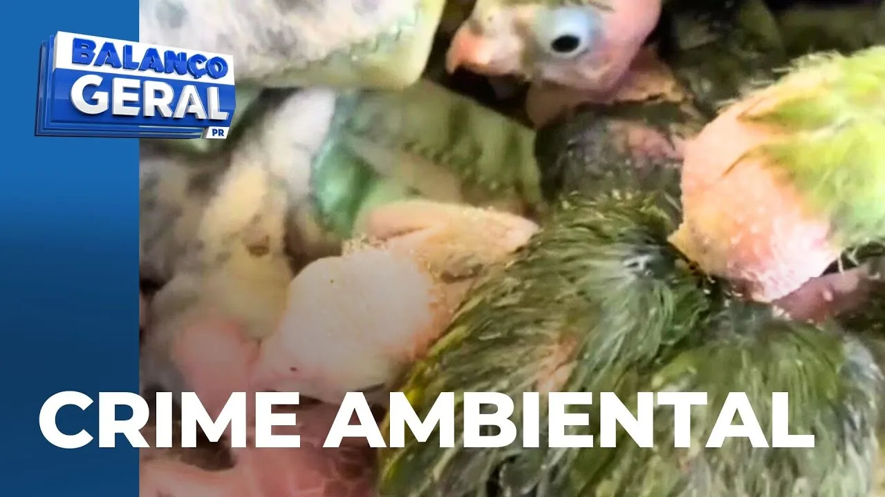 Crime ambiental: homem é preso com filhotes de papagaio em Umuarama