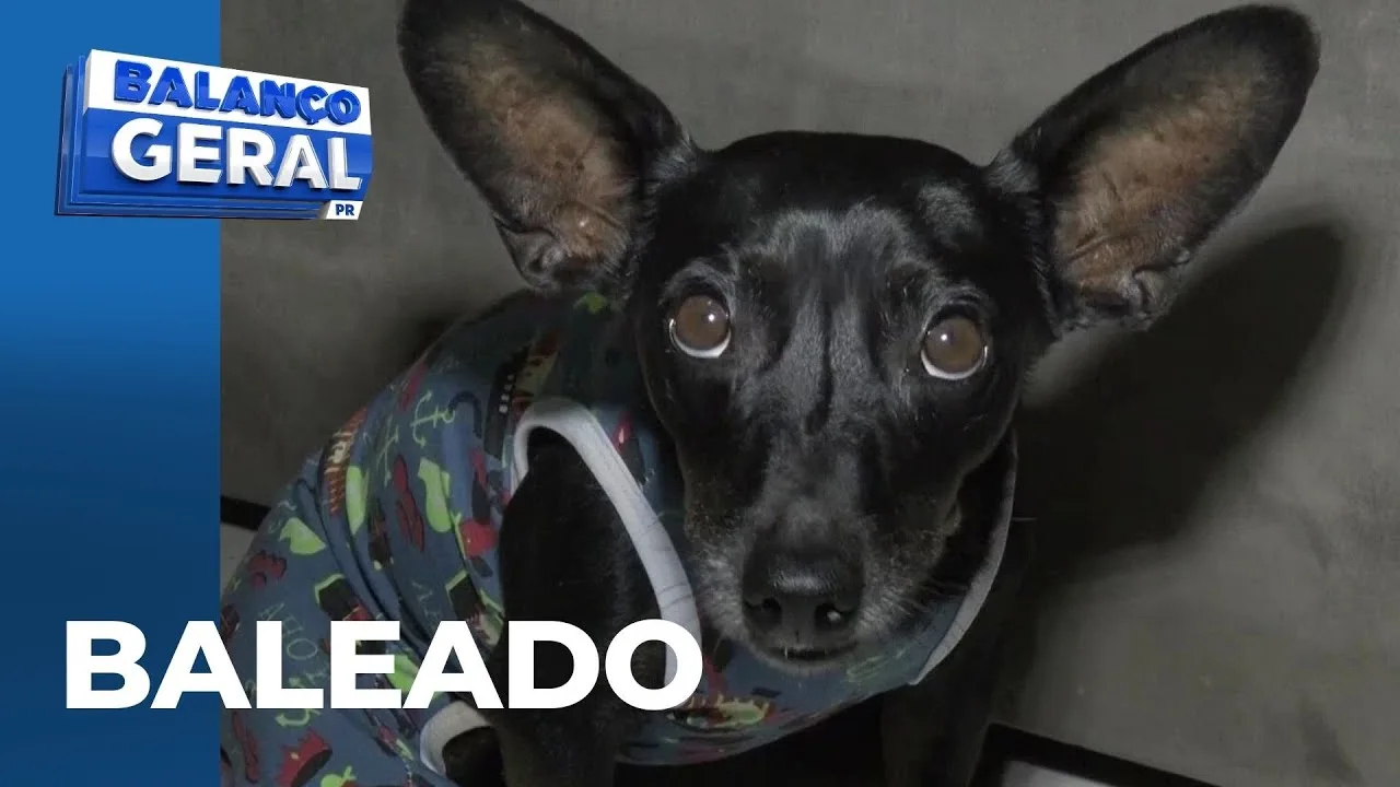 Cachorro, baleado em frente de casa, passa por cirurgia e se recupera; família pede justiça