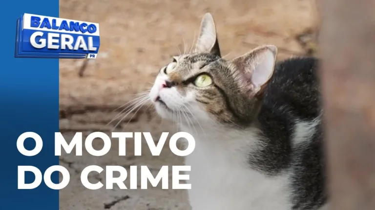 Homem mata vizinho a facadas após confusão por causa de gato