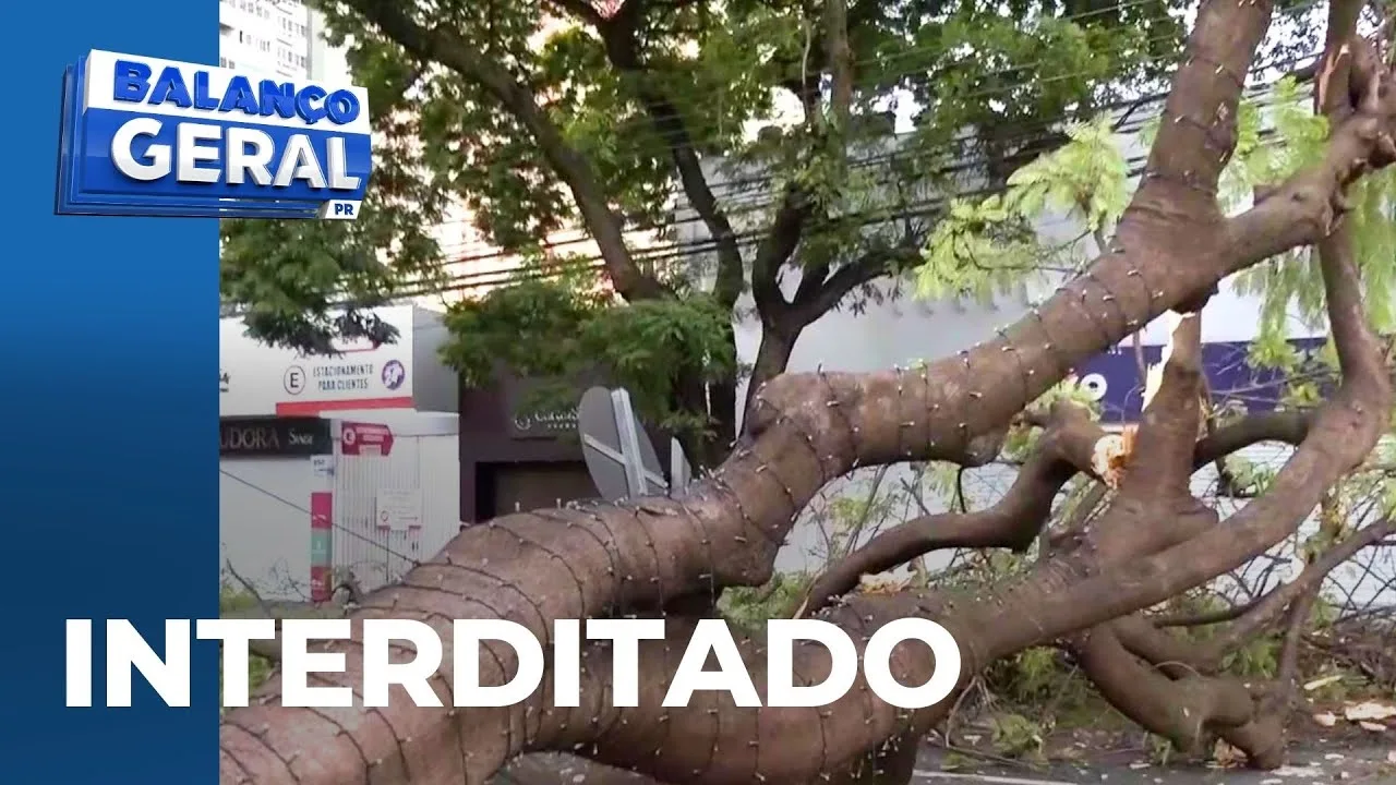 Temporal: árvore, de 15 metros, cai no centro de Maringá e interdita o trânsito