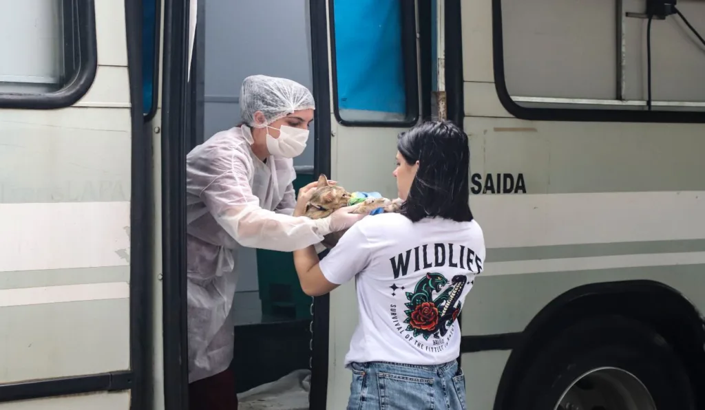 Prefeitura de Curitiba oferece 5.550 vagas para castração de gatos e cães em fevereiro