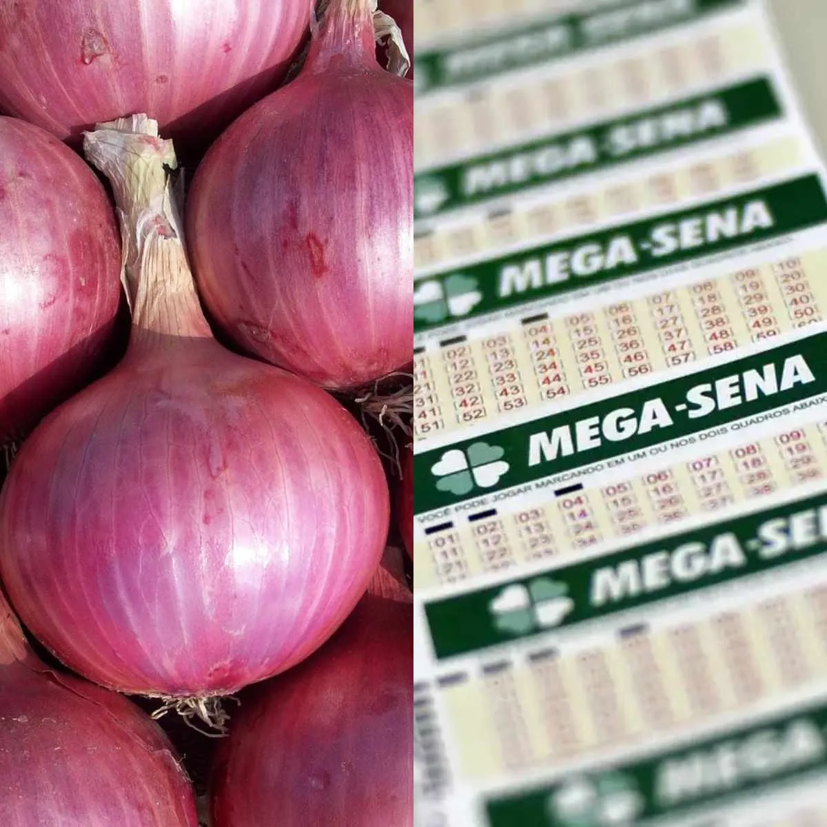 ceblo rocha e cartela da mega-sena