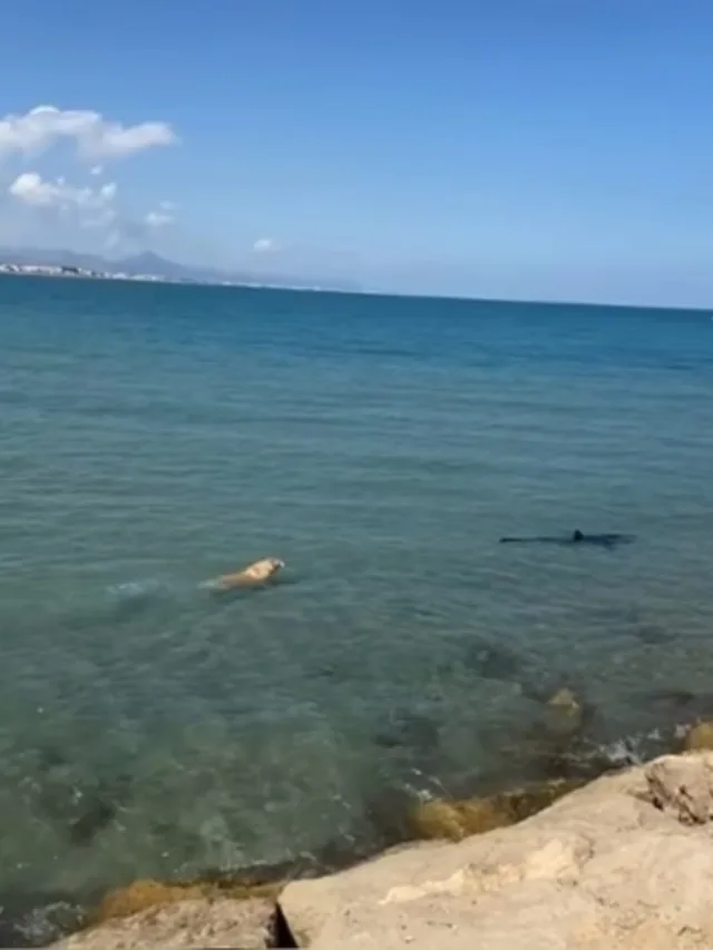 Cachorro pula no mar, persegue e morde tubarão-azul; assista